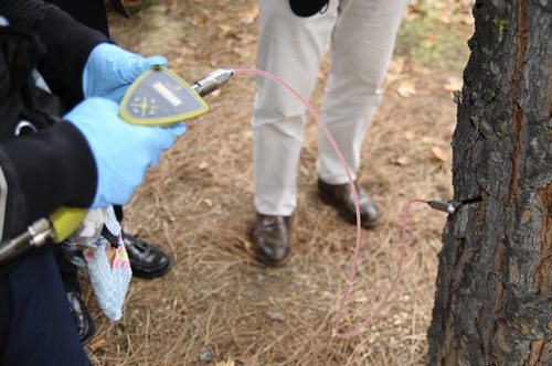 Boadilla del Monte metodo contra las orugas en boadilla del monte