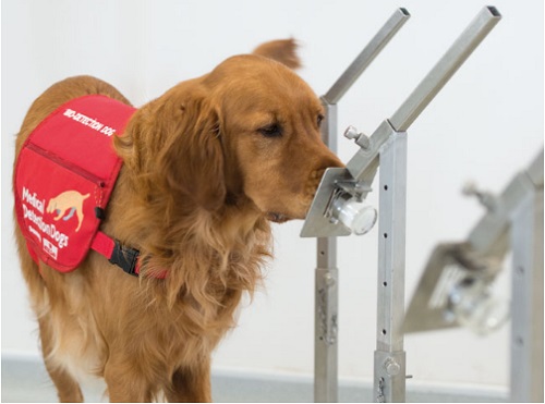 perro detectando olores medical detection dog