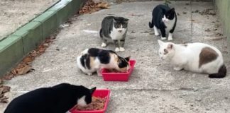Colonia de gatos en Boadilla del Monte
