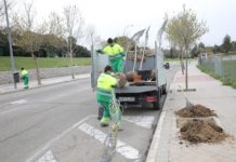 Plantación de árboles en Boadilla del Monte, campaña de repoblación de primavera