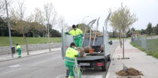 Plantación de árboles en Boadilla del Monte, campaña de repoblación de primavera