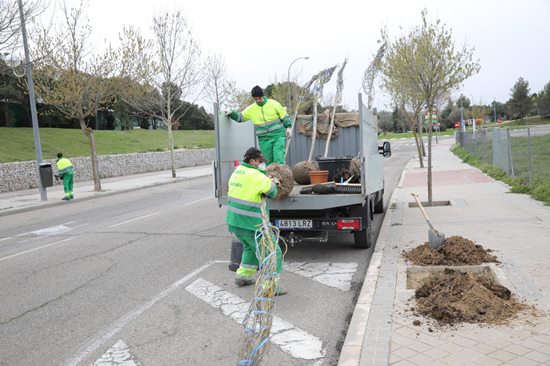 Plantación de árboles en Boadilla del Monte, campaña de repoblación de primavera