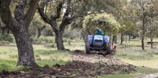 Siembra y restauración de la vegetación de los caminos cerrados al paso en Boadilla del Monte