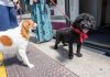 nuevas restricciones madrid perros listos antes de viajer en tren