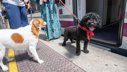 Renfe perros listos antes de viajer en tren