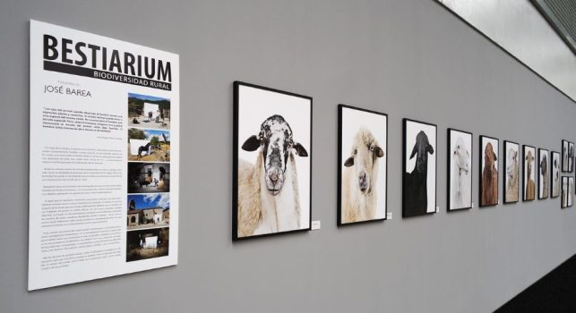 La exposición trashumante 'Bestiarium' llega a Boadilla del Monte Boadilla del Monte Bestiariaum de Jose Barea llega a Boadilla del Monte e1685613258842