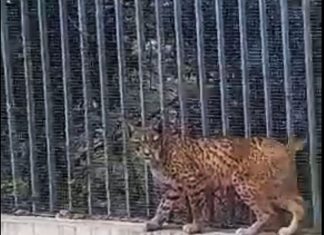 lince iberico dentro de la ciudad financiera banco santander en Boadilla del Monte