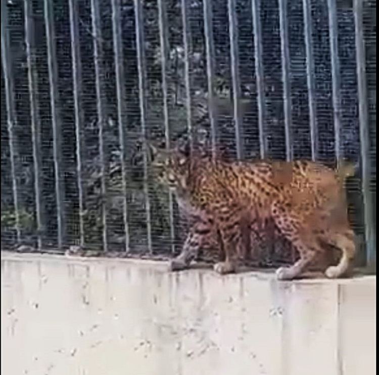 lince iberico dentro de la ciudad financiera banco santander en Boadilla del Monte