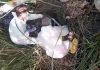 Jofemesa ADC Boadilla Torneo liga EBA Guardia Civil investiga maltrato animal en la Comunidad de Madrid