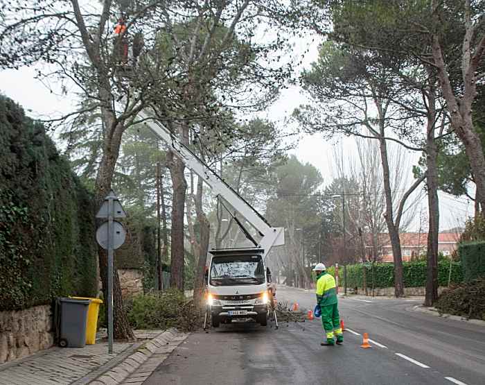 Boadilla del Monte poda en arboles de Boadilla del Monte diciembre 2023