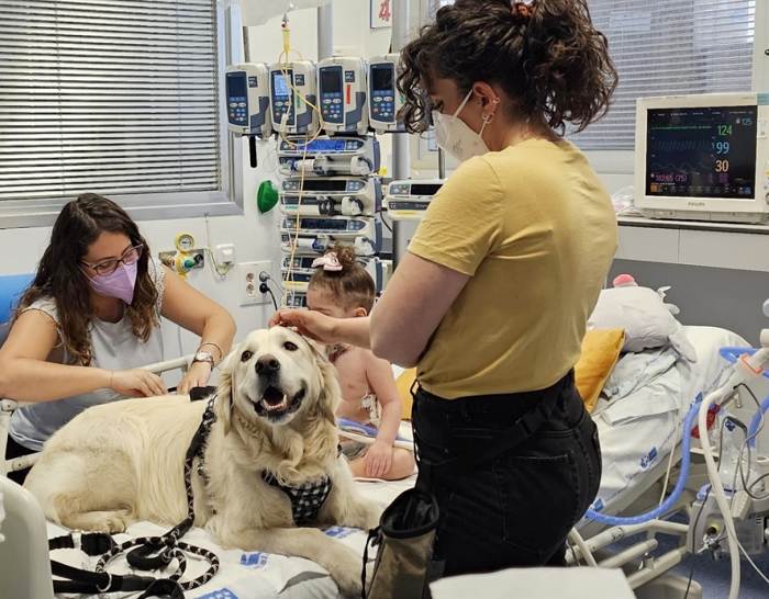 Perros Terapia con perros en la UCI del Hospital 12 de Octubre de Madrid