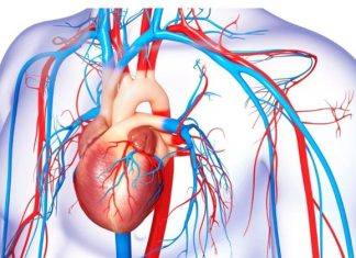 sistema cardiovascular con corazon