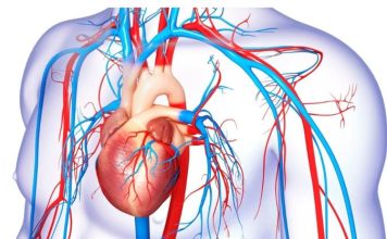 Boadilla del Monte sistema cardiovascular con corazon