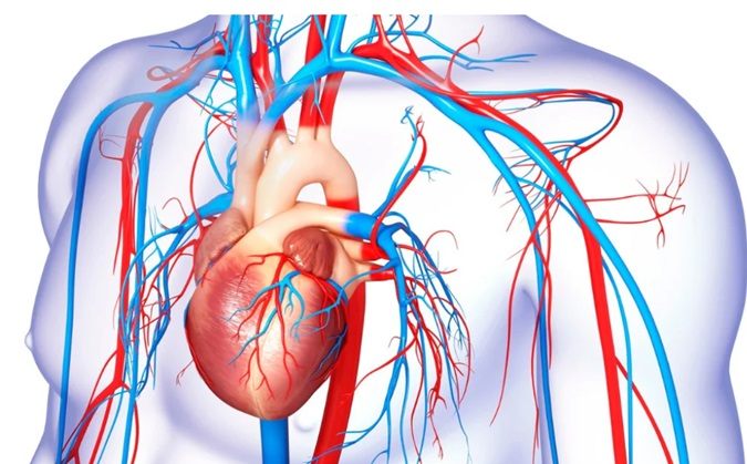 Riesgo cardiovascular sistema cardiovascular con corazon