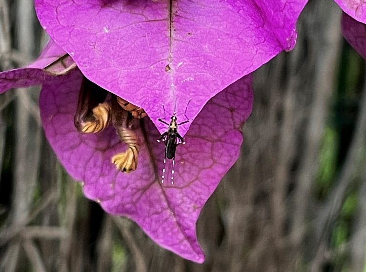 foto de mosquito tigre en Madrid 6 junio 2023