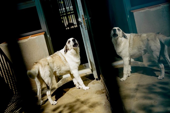 perro en adopción en la Comunidad de Madrid