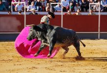 Corrida de toros en las fiestas Boadilla del Monte 2017