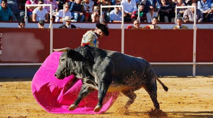 Corrida de toros en las fiestas Boadilla del Monte 2017