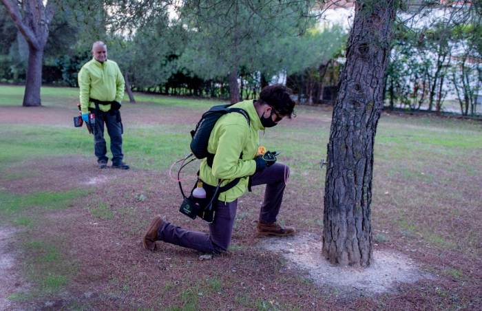 Tratamiento de endoterapia en pinos de boadilla del monte contra la oruga procesionaria octubre 2024