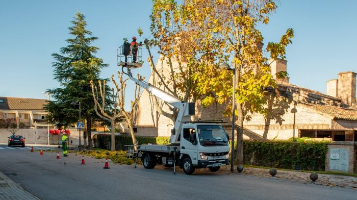 campaña de poda de árboles 2024-2025 en Boadilla del Monte noviembre 2024