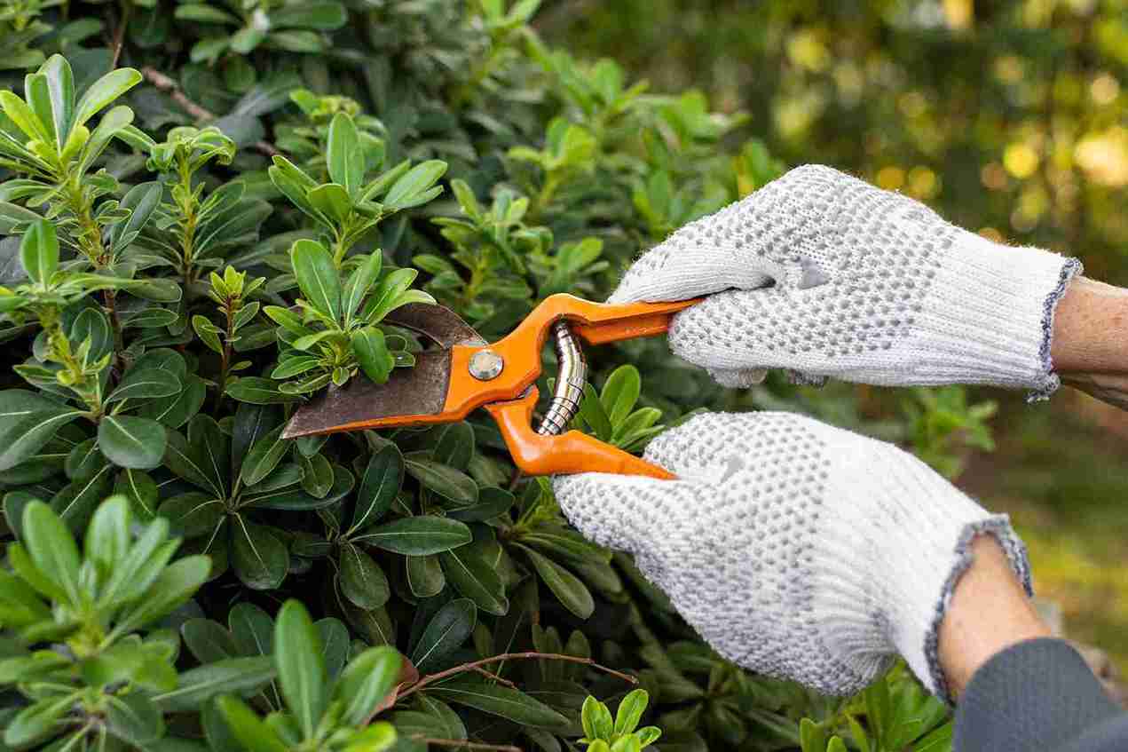 SILBO close up cutting plant leaves 11zon