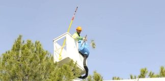 Eliminacion de nidos de oruga procesionaria en pinos de Boadilla del Monte en 2020