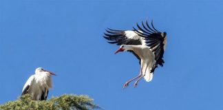 Cigüeñas en Boadilla del Monte