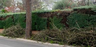 Restos de poda en calle de Boadilla del Monte