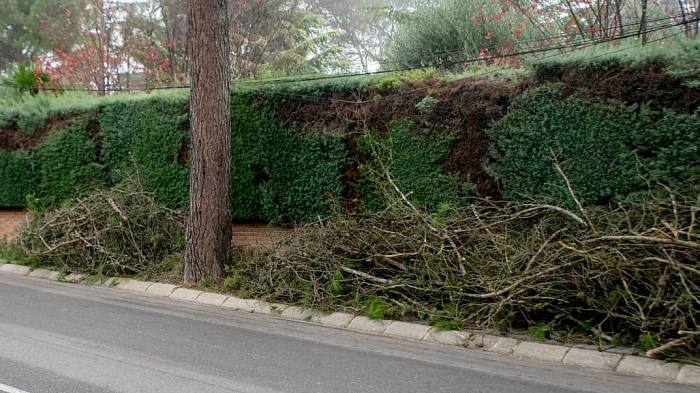 Restos de poda en calle de Boadilla del Monte