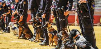 Campeonato de Guías Caninos Policiales y Militares en Móstoles 2025