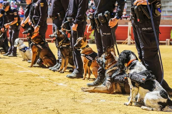 Campeonato de Guías Caninos Policiales y Militares en Móstoles 2025