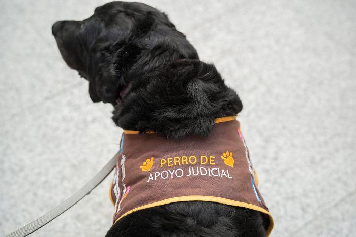 Perro de apoyo judicial en la Comunidad de Madrid