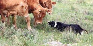 ganado y perro pastor Comunidad de Madrid