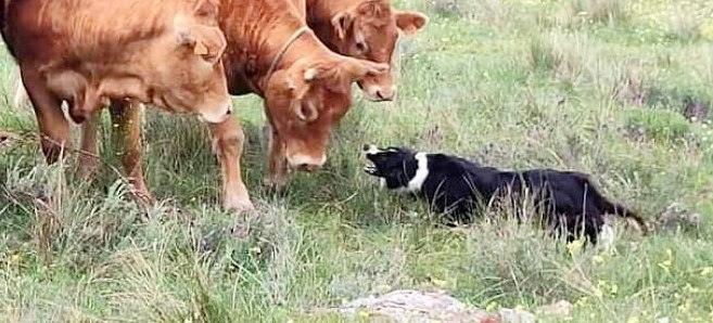 ganado y perro pastor Comunidad de Madrid