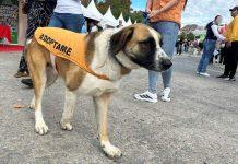 XX Salón para la Adopción de Animales de Compañía en Madrid 2025