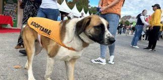 XX Salón para la Adopción de Animales de Compañía en Madrid 2025