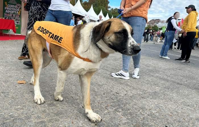 XX Salón para la Adopción de Animales de Compañía en Madrid 2025