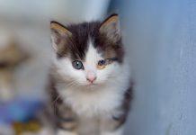 Gato bebé para adoptar