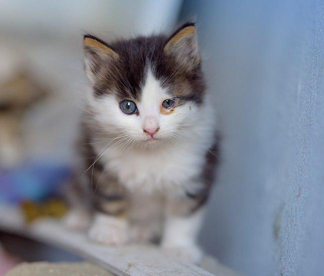 Gato bebé para adoptar