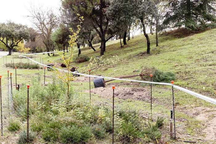 plantacion de árboles en Boadilla del Monte noviembre 2025