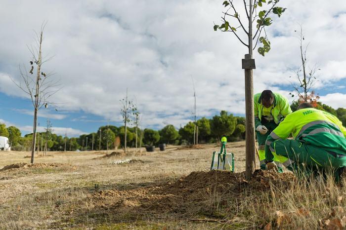 Plantacion de árboles en Boadilla del Monte 2025