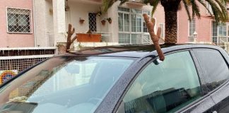 adornos de reno en coche