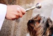 Llega una nueva bendición de mascotas a Boadilla del Monte y a otros municipios de la Diócesis de Getafe