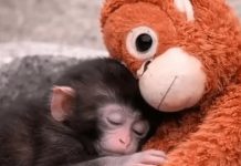 monito Punch y su orangután de peluche