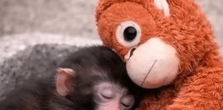 monito Punch y su orangután de peluche