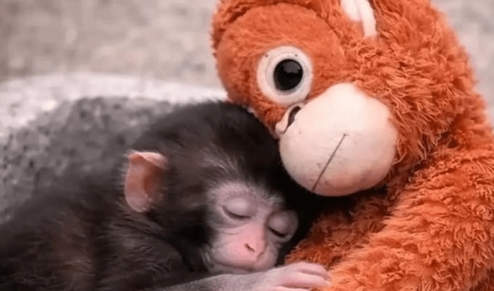 monito Punch y su orangután de peluche
