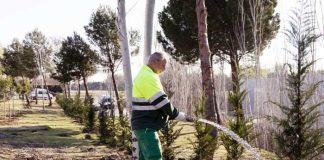 Boadilla del Monte mejora el acceso desde la carretera de Madrid con una pantalla vegetal de 115 árboles