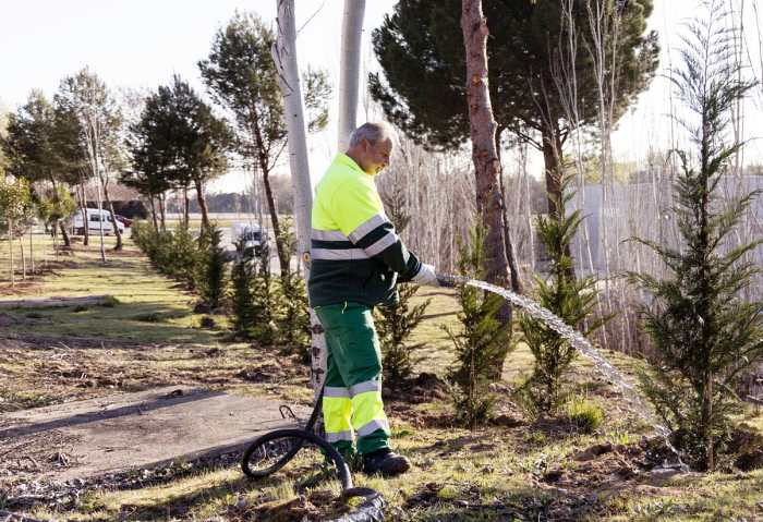 Boadilla del Monte mejora el acceso desde la carretera de Madrid con una pantalla vegetal de 115 árboles