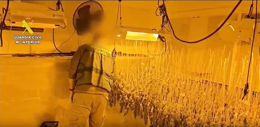 La Guardia Civil desarticula una red de marihuana en la Comunidad de Madrid con capacidad para producir 10.000 plantas
