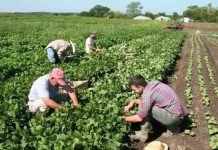 Cerca de 3.700 agricultores madrileños solicitan las ayudas de la PAC de 2026, dominadas por el secano